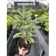 Ялина колюча блакитна Супер Блю Сідлінг / СБС С3 45 см